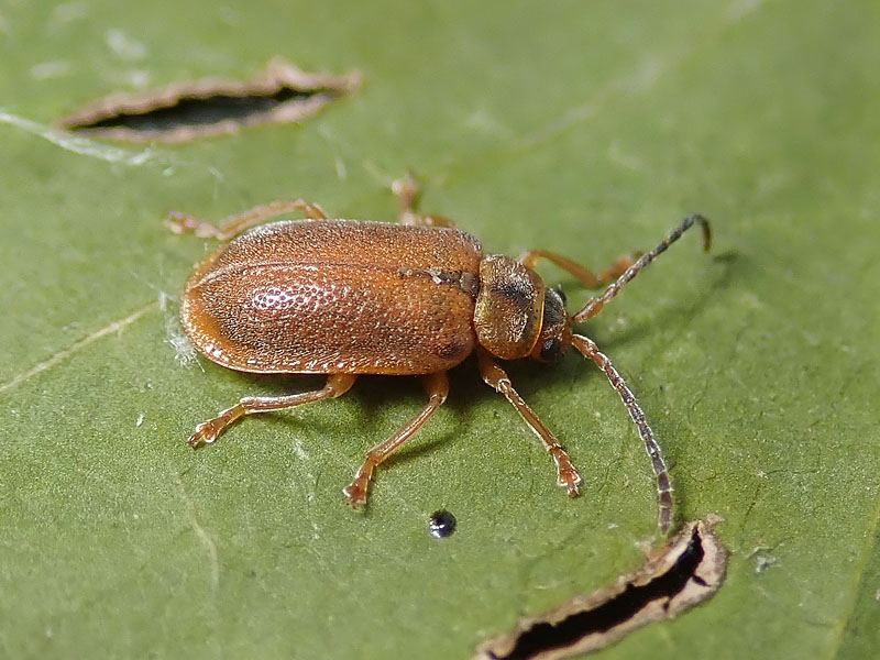 Chrysomelidae: Galerucella calmariensis